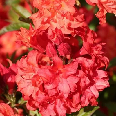 Азалия ФОЙЕРКОПФЕН крупноцветковая  Азалия ФОЙЕРКОПФЕН крупноцветковая в Воронеже