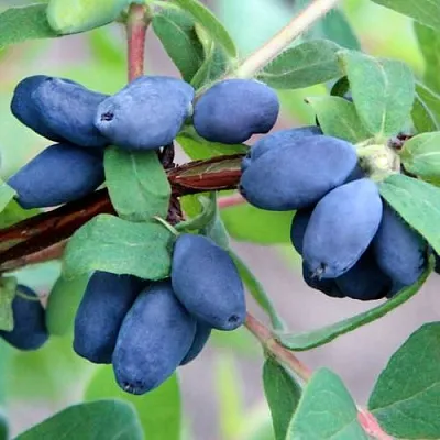 Жимолость съедобная ХОНЕЙ БИ в Воронеже