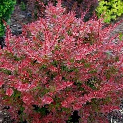 Барбарис ГОЛДЕН РИНГ тунберга  Барбарис ГОЛДЕН РИНГ тунберга в Воронеже