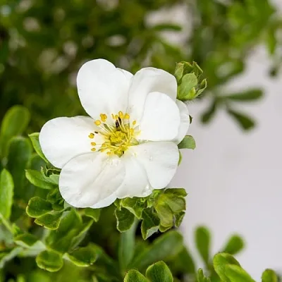 Лапчатка СНОУБЕРД кустарниковая  Лапчатка СНОУБЕРД кустарниковая в Воронеже