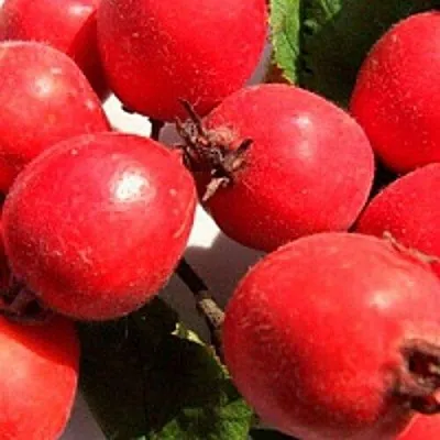 Боярышник КРУПНОПЛОДНЫЙ  Боярышник КРУПНОПЛОДНЫЙ в Воронеже