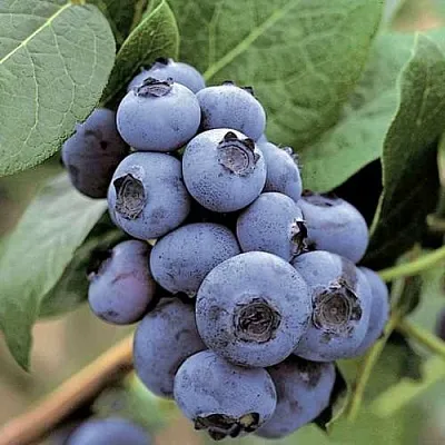 Голубика ПАТРИОТ в Воронеже