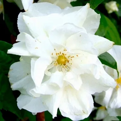 Жасмин РОЗАЦЕ в Воронеже