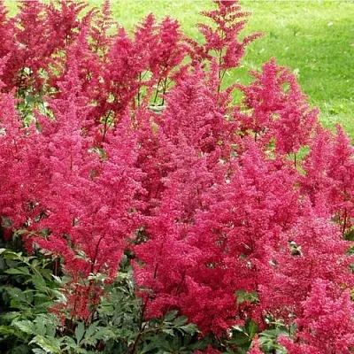 Астильба СКАЙСКРЕЙПЕР китайская  Астильба СКАЙСКРЕЙПЕР китайская в Воронеже