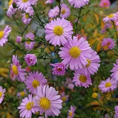 Астра СТРОУБЕРРИ ЭНД КРИМ новобельгийская  Астра СТРОУБЕРРИ ЭНД КРИМ новобельгийская в Воронеже