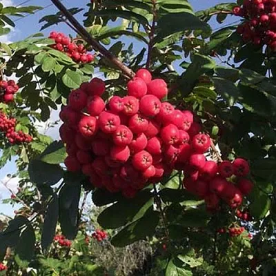 Рябина МОРАВСКАЯ сладкоплодная  Рябина МОРАВСКАЯ сладкоплодная в Воронеже