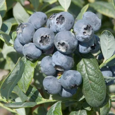 Голубика БРИГИТТА — описание сорта Голубика БРИГИТТА в Воронеже