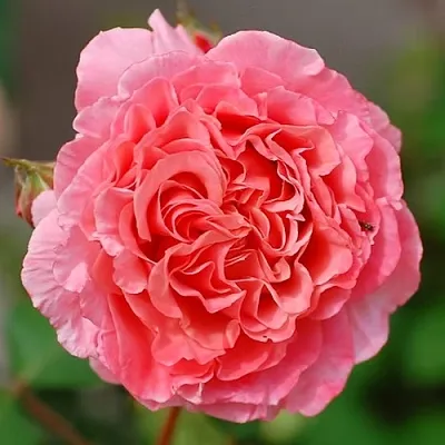 Саженцы роз ЛОРАН КАБРОЛЬ шраб  Саженцы роз ЛОРАН КАБРОЛЬ шраб в Воронеже