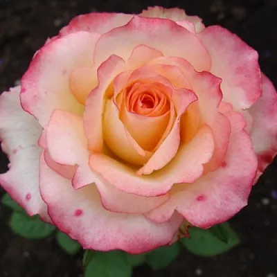 Саженцы роз ДУЭТ чайно-гибридная в Воронеже