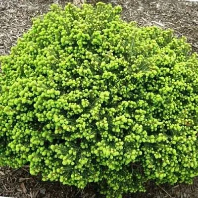 Ель ЛИТЛ ДЖЕМ обыкновенная в Воронеже