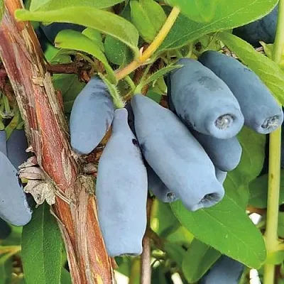 Жимолость съедобная ВОСТОРГ в Воронеже