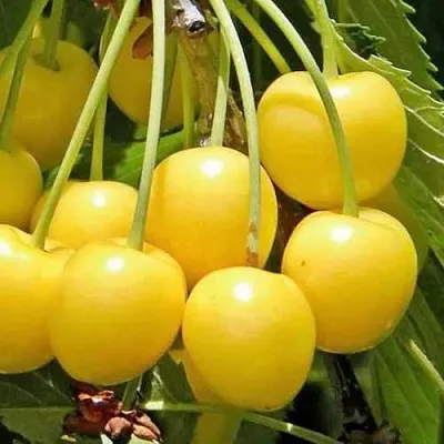 Черешня РОССОШАНСКАЯ ЗОЛОТАЯ  Черешня РОССОШАНСКАЯ ЗОЛОТАЯ в Воронеже