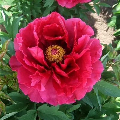 Пион КРАСНЫЙ ГИГАНТ древовидный  Пион КРАСНЫЙ ГИГАНТ древовидный в Воронеже