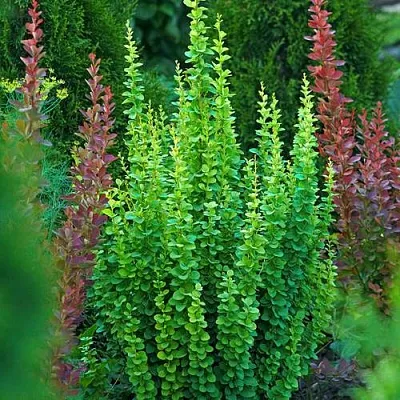 Барбарис ЭРЕКТА тунберга  Барбарис ЭРЕКТА тунберга в Воронеже