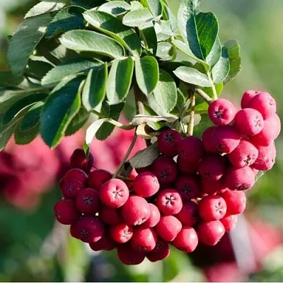 Саженцы рябины Титан Саженцы рябины Титан