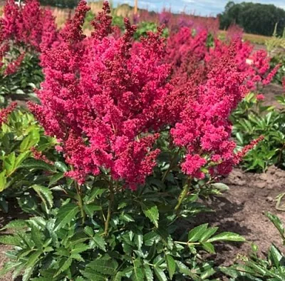 Астильба ЛАКИ ДЕЙ Арендса  Астильба ЛАКИ ДЕЙ Арендса в Воронеже