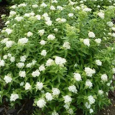 Спирея АЛЬБИФЛОРА японская  Спирея АЛЬБИФЛОРА японская в Воронеже