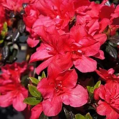 Азалия МАРУШКА японская  Азалия МАРУШКА японская в Воронеже