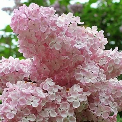 Сирень ВЕЧЕРНИЙ ЗВОН  Сирень ВЕЧЕРНИЙ ЗВОН в Воронеже