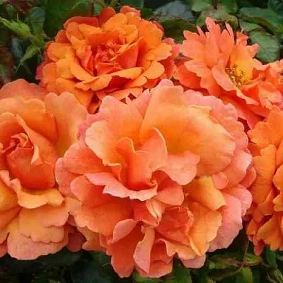 Саженцы роз БРИДЖ ОФ САЙЗ плетистая  Саженцы роз БРИДЖ ОФ САЙЗ плетистая в Воронеже