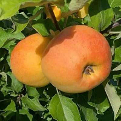 Яблоня АНТОНОВКА ЗОЛОТАЯ в Воронеже