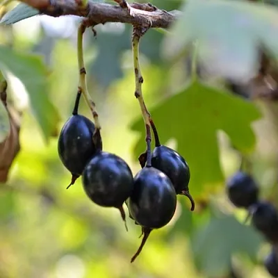 Смородина золотистая ДУСТЛИК в Воронеже