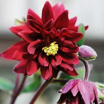 Аквилегия РУБИ ПОРТ обыкновенная  Аквилегия РУБИ ПОРТ обыкновенная в Воронеже