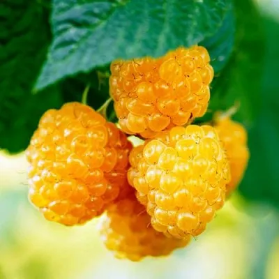 Малина МЕДОВАЯ  Малина МЕДОВАЯ в Воронеже