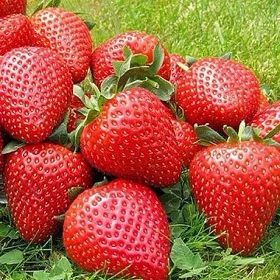 Клубника ЭЛИАНЕ  Клубника ЭЛИАНЕ в Воронеже