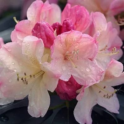 Рододендрон ПЕРСИ ВАЙСМАН  Рододендрон ПЕРСИ ВАЙСМАН в Воронеже