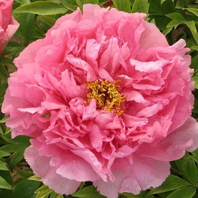 Пион СЕРЕБРИСТЫЙ РУЧЕЙ древовидный  Пион СЕРЕБРИСТЫЙ РУЧЕЙ древовидный в Воронеже