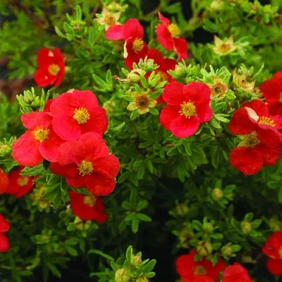 Лапчатка РЕД АЙС кустарниковая  Лапчатка РЕД АЙС кустарниковая в Воронеже