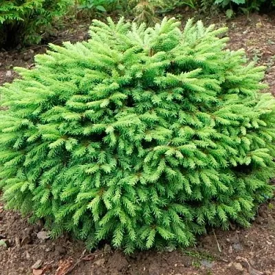 Ель НИДИФОРМИС обыкновенная в Воронеже