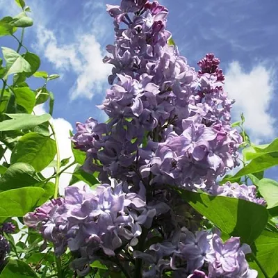 Сирень КРЫЛЬЯ НАДЕЖДЫ  Сирень КРЫЛЬЯ НАДЕЖДЫ в Воронеже