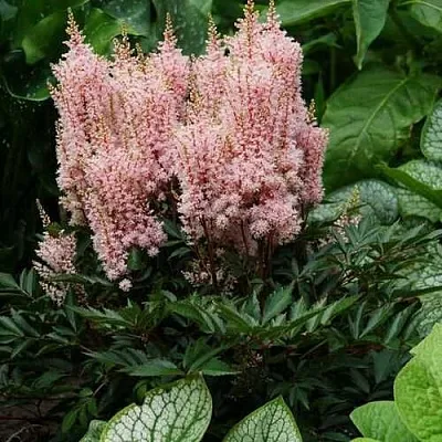 Астильба ЛУК ЭТ МИ японская  Астильба ЛУК ЭТ МИ японская в Воронеже