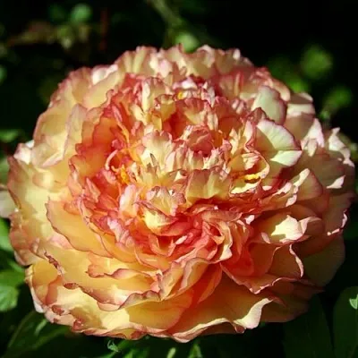 Пион ЗОЛОТАЯ РОССЫПЬ древовидный  Пион ЗОЛОТАЯ РОССЫПЬ древовидный в Воронеже