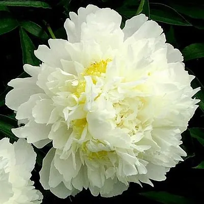 Пион ЗОЛОТОЙ ОРЕОЛ травянистый  Пион ЗОЛОТОЙ ОРЕОЛ травянистый в Воронеже