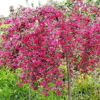 Яблоня КИНГ БЬЮТИ декоративная в Воронеже