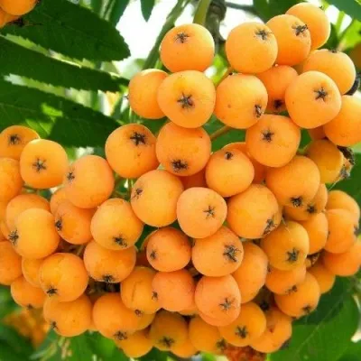 Рябина НЕВЕЖИНСКАЯ ЖЕЛТАЯ сладкоплодная — описание сорта Рябина НЕВЕЖИНСКАЯ ЖЕЛТАЯ сладкоплодная в Воронеже