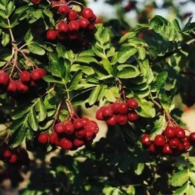 Рябина РУБИНОВАЯ сладкоплодная — описание сорта Рябина РУБИНОВАЯ сладкоплодная в Воронеже