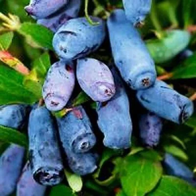 Жимолость съедобная ВОЛХОВА в Воронеже