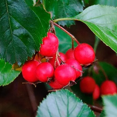 Боярышник ЛЮДМИЛ  Боярышник ЛЮДМИЛ в Воронеже