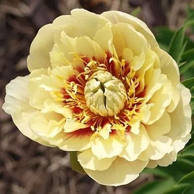 саженцы пиона саженцы пиона