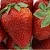Клубника ФЛАМИНИЯ в Воронеже