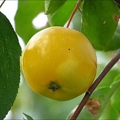 Яблоня КИТАЙКА ЖЁЛТАЯ колонновидная  Яблоня КИТАЙКА ЖЁЛТАЯ колонновидная в Воронеже