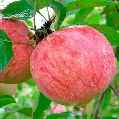 Яблоня КОРИЧНОЕ ПОЛОСАТОЕ в Воронеже