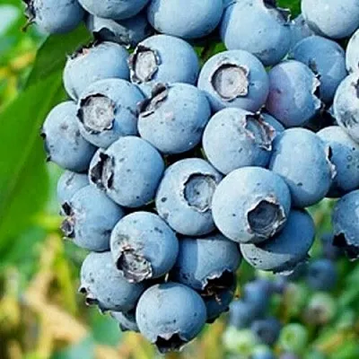 Голубика БРИГИТТА БЛЮ в Воронеже