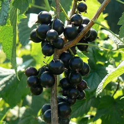 Смородина черная ВОЛОГДА в Воронеже