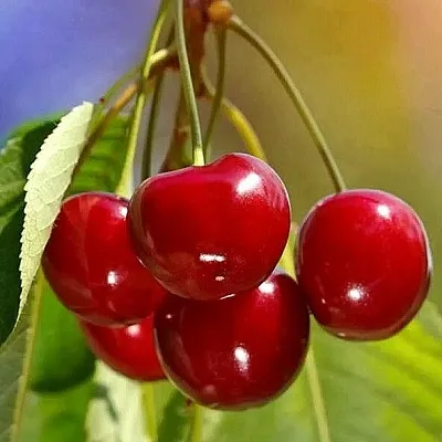 Черешня ТЕРЕМОШКА  Черешня ТЕРЕМОШКА в Воронеже