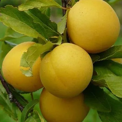 Слива СОЛНЫШКО  Слива СОЛНЫШКО в Воронеже